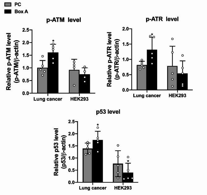 The role of Box A of HMGB1 in producing γH2AX associated DNA breaks in lung cancer.
