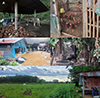 Molecular detection of parasites and host preference in wild-caught Culicoides biting midges (Diptera: Ceratopogonidae) in Chiang Mai and Nakhon Si Thammarat Provinces, Thailand.