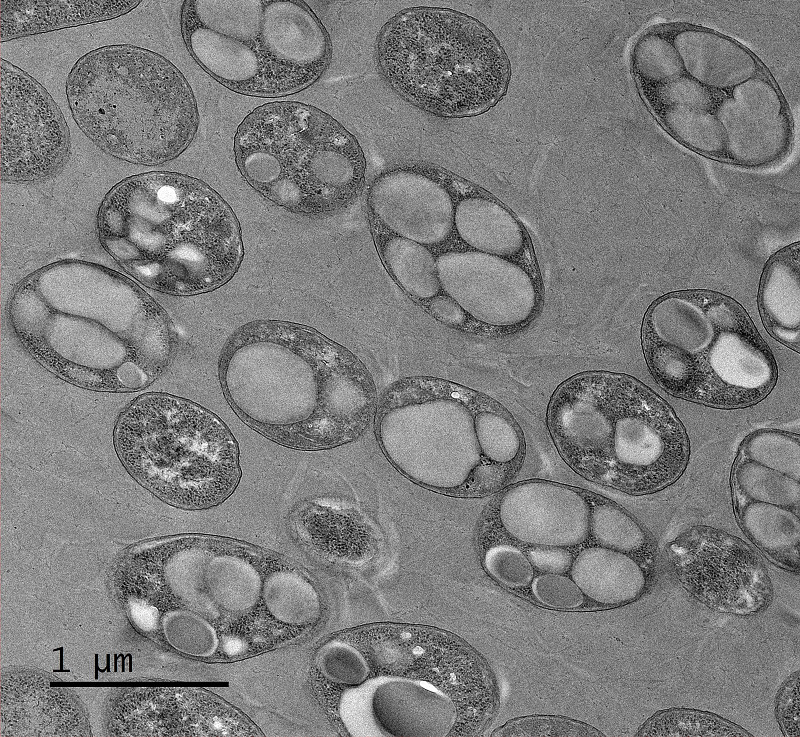Microbes could convert industrial wastewater into ecofriendly products.