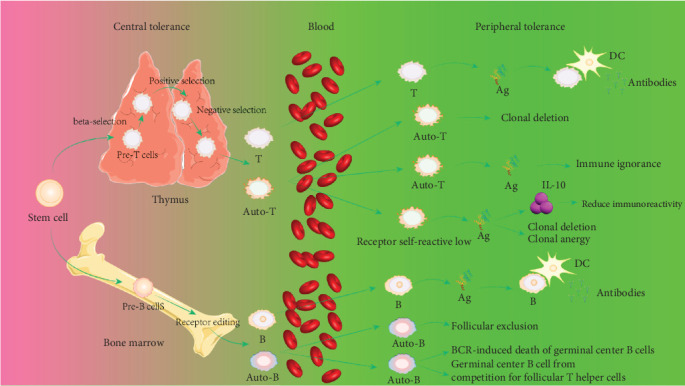 Immune Tolerance Regulation Is Critical to Immune Homeostasis.