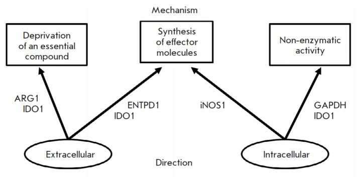 Immunoregulatory Enzymes.