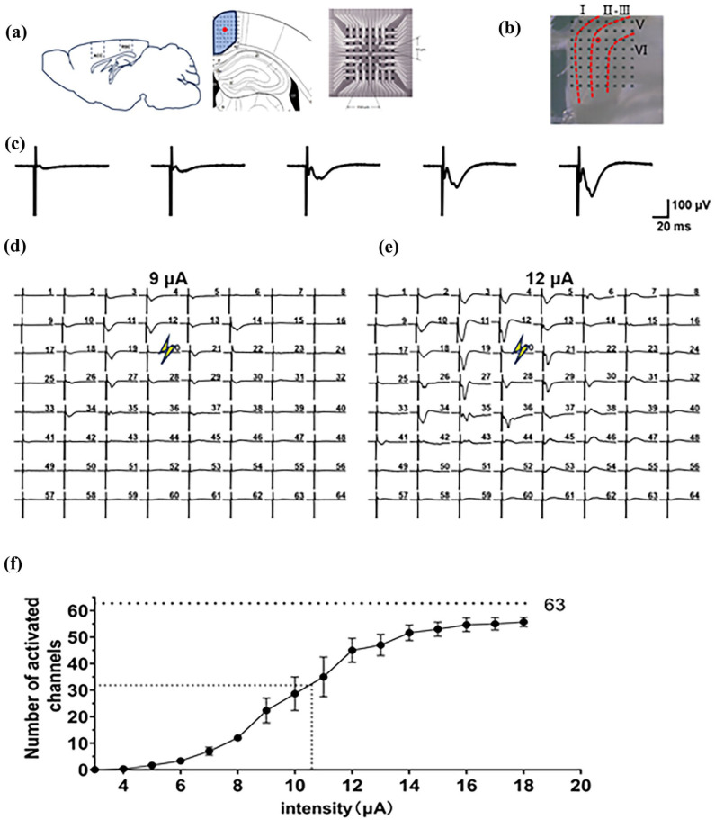 Characterization of excitatory synaptic transmission in the retrosplenial cortex of adult mice.