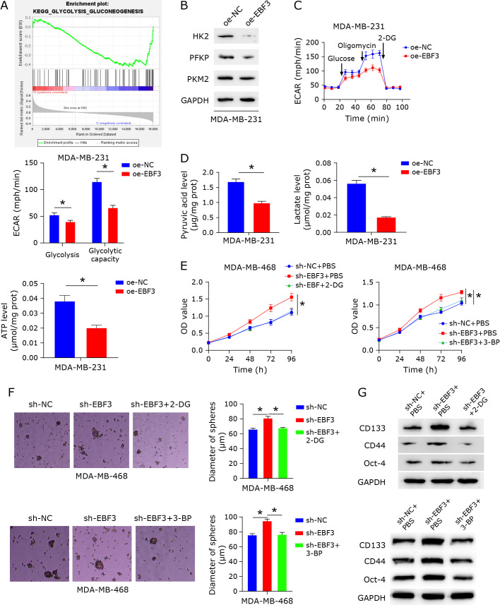 MiR-301b-3p targets and regulates EBF3 to impact the stem-like phenotype of breast cancer cells through glycolysis.