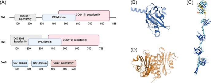 Harnessing hypoxia: bacterial adaptation and chronic infection in cystic fibrosis.