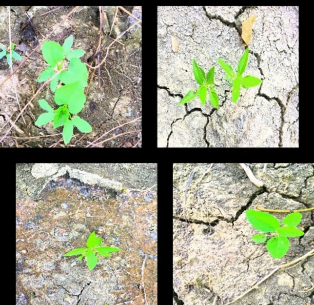 A lightweight weed detection model for cotton fields based on an improved YOLOv8n.