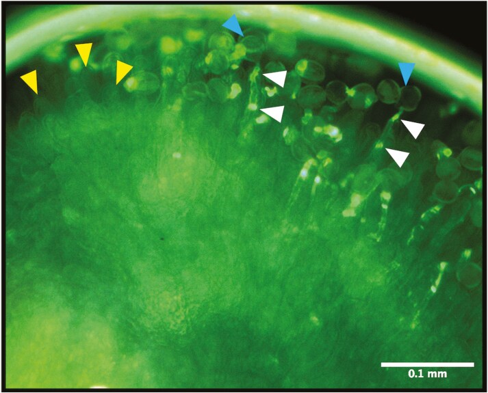 Tracking pollen tube and ovule development <i>in vivo</i> reveals rapid responses to pollination in <i>Brassica napus</i>.