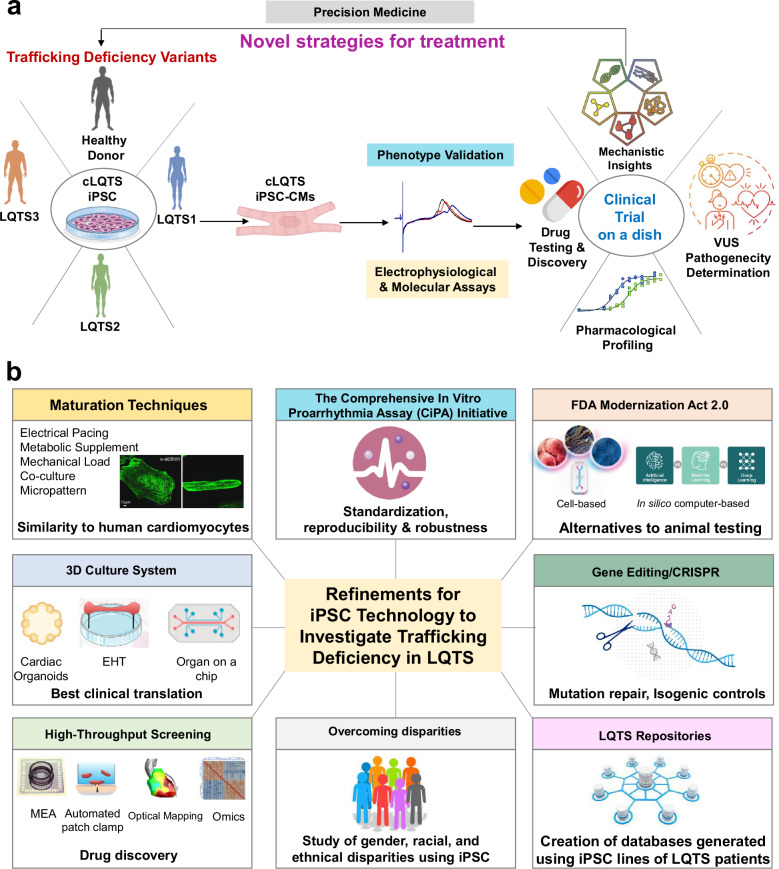 Ion channel traffic jams: the significance of trafficking deficiency in long QT syndrome.