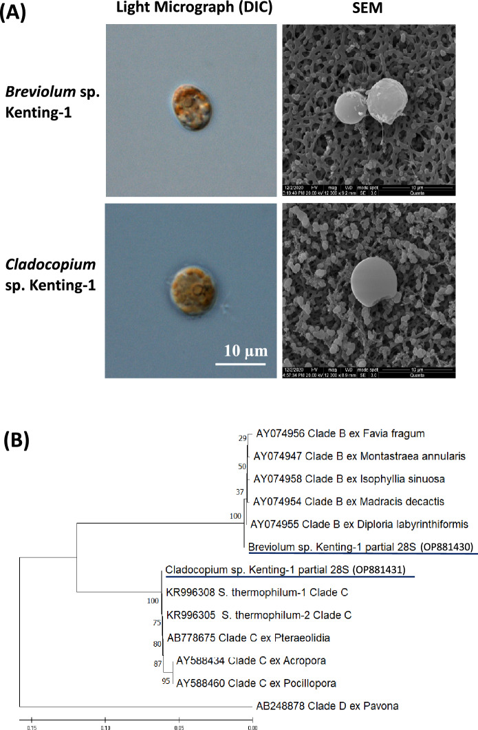 Activation of endogenous tolerance to bleaching stress by high salinity in cloned endosymbiotic dinoflagellates from corals.