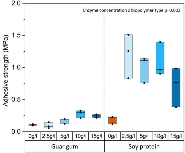 Strengthening biopolymer adhesives through ureolysis-induced calcium carbonate precipitation.