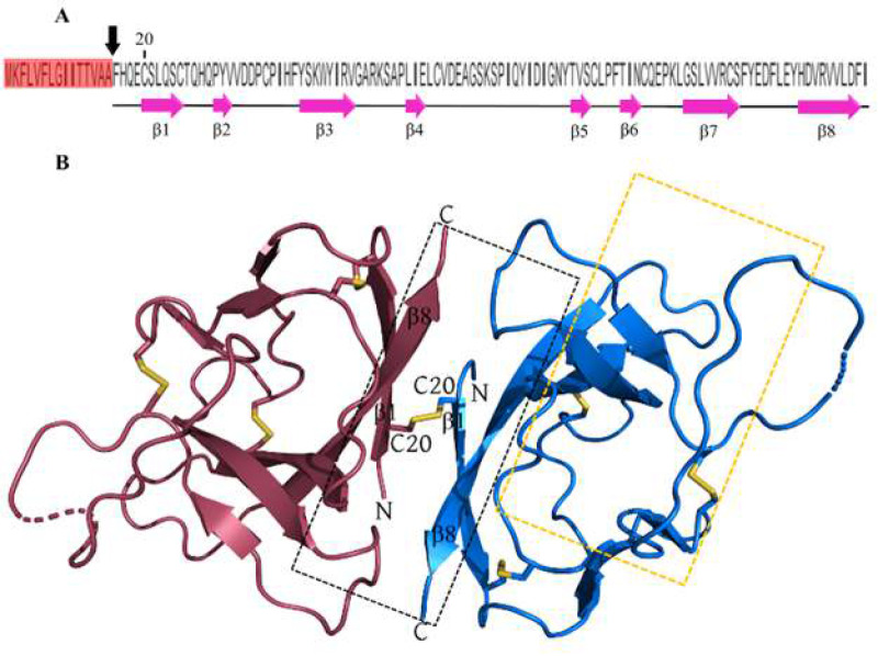 Non-spike protein inhibition of SARS-CoV-2 by natural products through the key mediator protein ORF8.