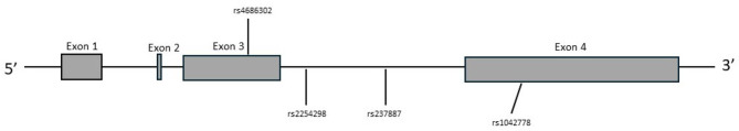 Functional significance of some common oxytocin receptor SNPs involved in complex human traits.