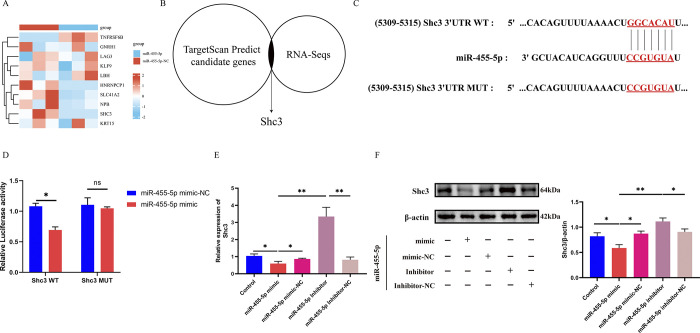 Short communication: Upregulation of hypoxia/reoxygenation-induced Shc3 by downregulated miR-455-5p, suppresses trophoblast invasion and is associated with placental inflammation and angiogenesis in preeclampsia.