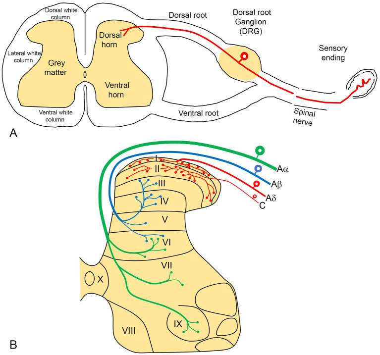 A novel approach to completely alleviate peripheral neuropathic pain in human patients: insights from preclinical data.