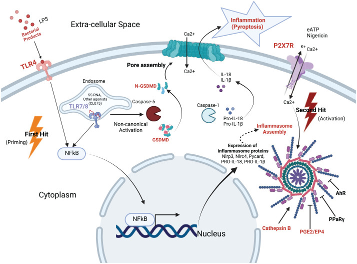 Exploring novel non-opioid pathways and therapeutics for pain modulation.