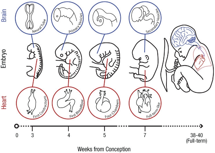 Body as First Teacher: The Role of Rhythmic Visceral Dynamics in Early Cognitive Development.