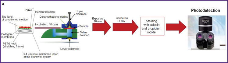 The Development of Inner Ear Membrane Analog for Experimental Otorhinolaryngology.