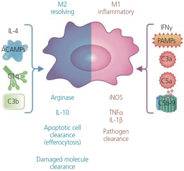 The role of placenta Hofbauer cells during pregnancy and pregnancy complications.