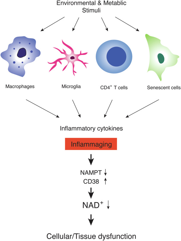 NAD World 3.0: the importance of the NMN transporter and eNAMPT in mammalian aging and longevity control.