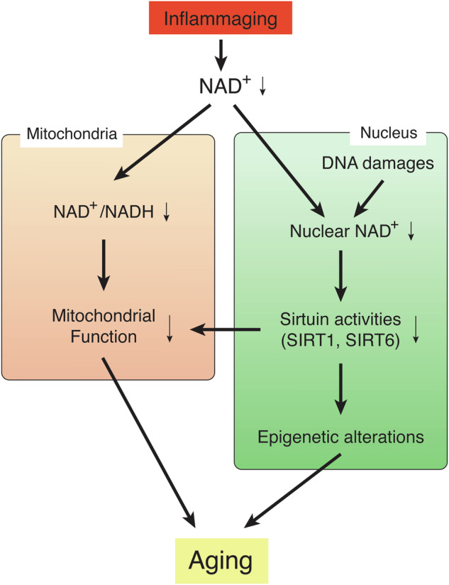 NAD World 3.0: the importance of the NMN transporter and eNAMPT in mammalian aging and longevity control.