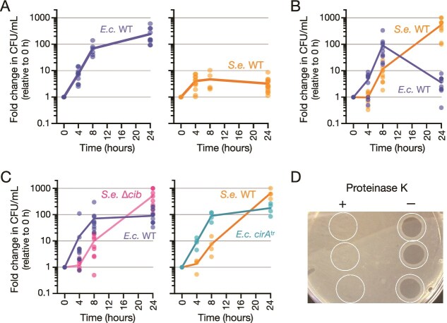 Lysis of Escherichia coli by colicin Ib contributes to bacterial cross-feeding by releasing active β-galactosidase.