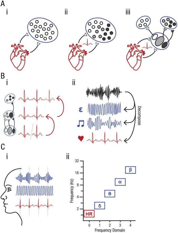 Body as First Teacher: The Role of Rhythmic Visceral Dynamics in Early Cognitive Development.