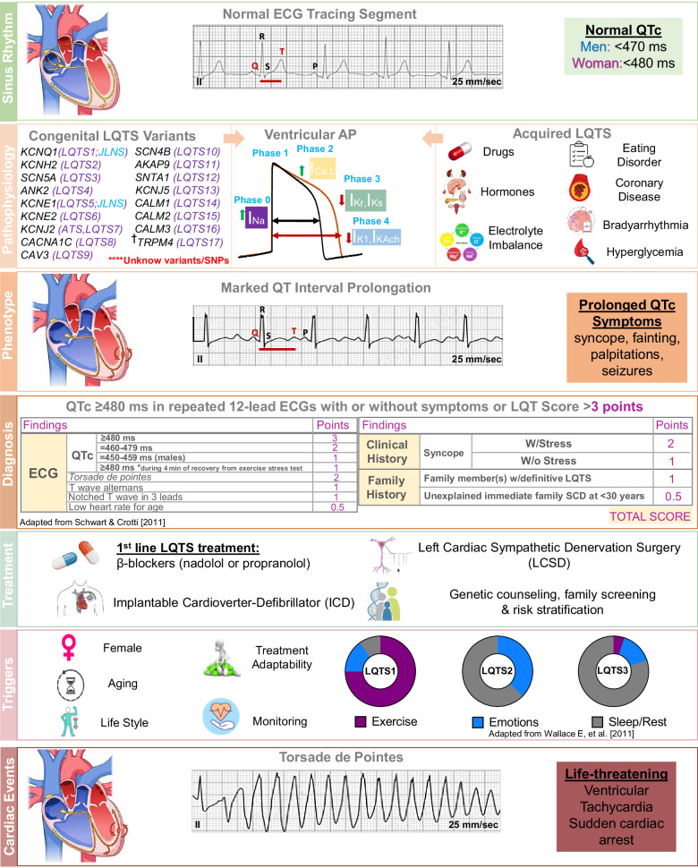 Ion channel traffic jams: the significance of trafficking deficiency in long QT syndrome.