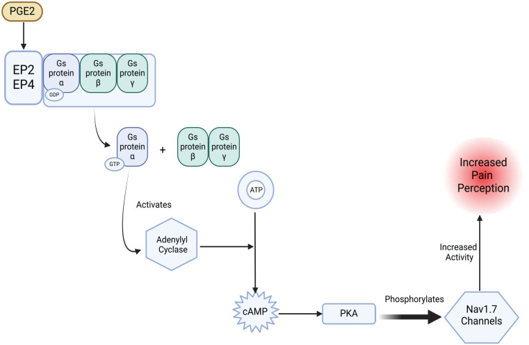 Exploring novel non-opioid pathways and therapeutics for pain modulation.