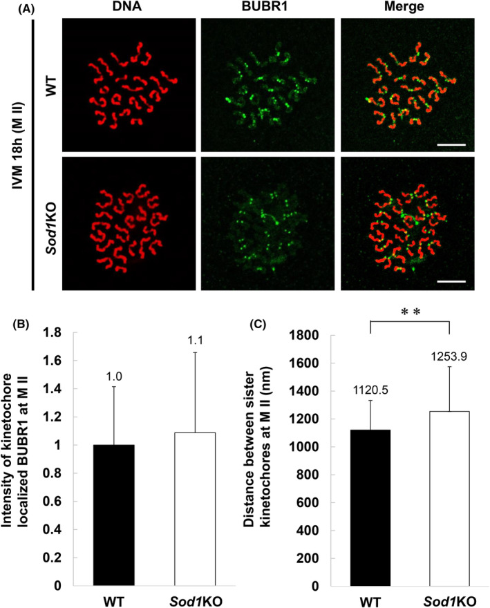 <i>Sod1</i> deficiency in mouse oocytes during in vitro maturation increases chromosome segregation errors with a reduced BUBR1 at kinetochore.