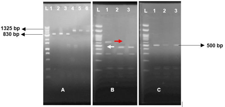 Pulmonary Cryptosporidiosis in HIV Infected Patients at Imam Khomeini Complex Hospital in Tehran, Iran: A Case Series.