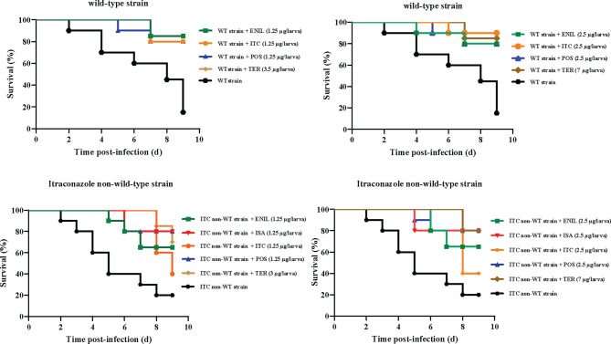 Therapeutic alternatives for sporotrichosis induced by wild-type and non-wild-type Sporothrix schenckii through in vitro and in vivo assessment of enilconazole, isavuconazole, posaconazole, and terbinafine.