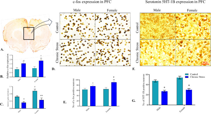 Altered Serotonin 5HT-1B Receptor Expression Regulate Sex-dependent Difference for Stress and Anxiety.