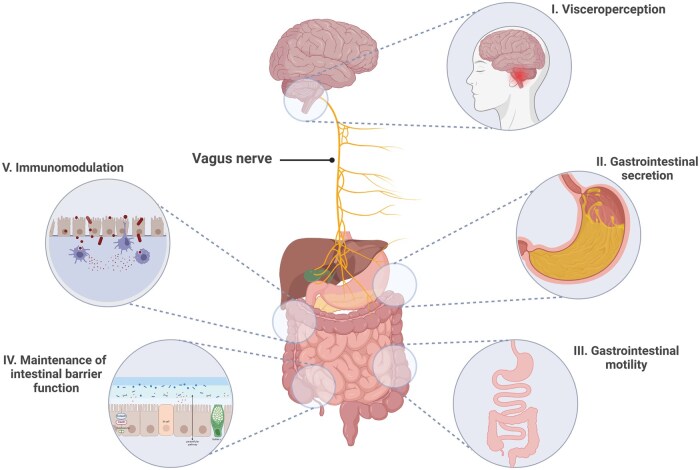 Efficacy of vagus nerve stimulation in gastrointestinal disorders: a systematic review.