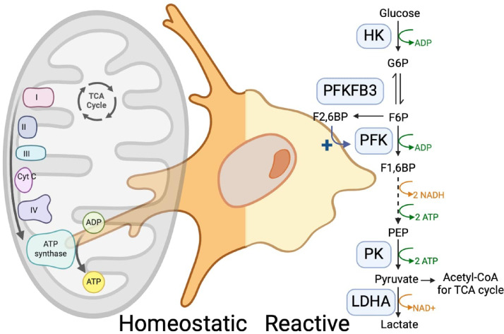 Mitochondria-Associated Endoplasmic Reticulum Membranes in Microglia: One Contact Site to Rule Them all.
