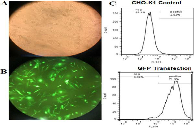 A CRISPR-HITI strategy approach to improve CHO cell viability by modifying the 3'UTR of Caspase 8 Associated Protein 2.