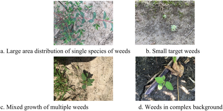 A lightweight weed detection model for cotton fields based on an improved YOLOv8n.