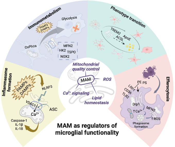 Mitochondria-Associated Endoplasmic Reticulum Membranes in Microglia: One Contact Site to Rule Them all.