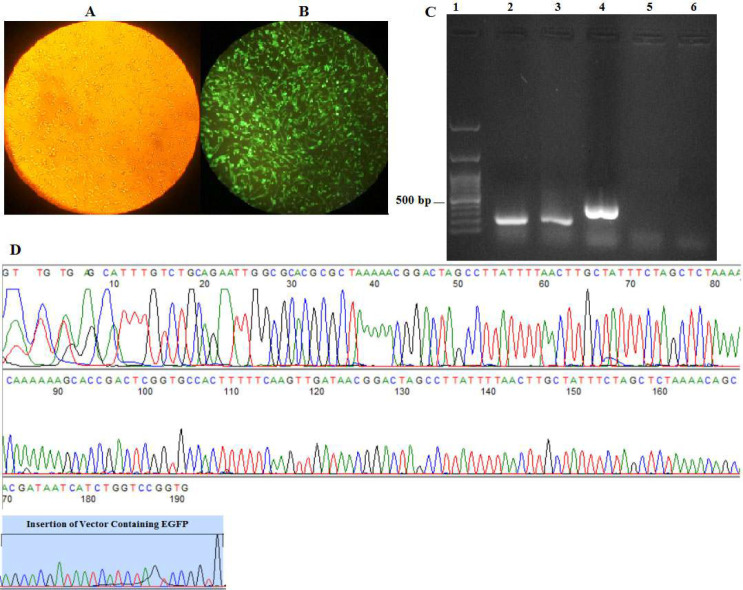 A CRISPR-HITI strategy approach to improve CHO cell viability by modifying the 3'UTR of Caspase 8 Associated Protein 2.