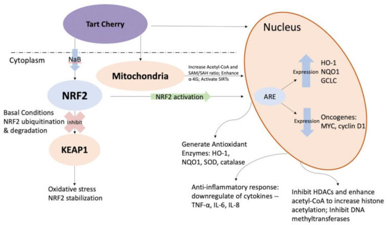 Exploring the Epigenetic and Metabolic Pathways for Antioxidant and Anti-Inflammatory Potentials of Tart Cherry Juice Concentrate.