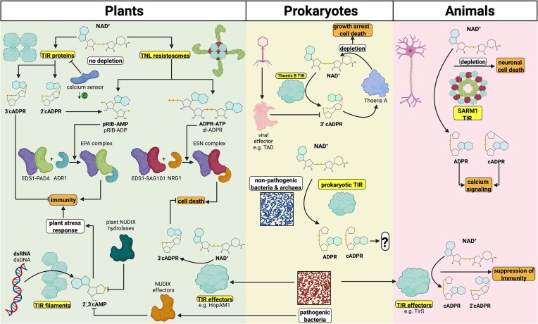 Purine-based infochemicals and immunometabolites: a comparative review of emerging signaling pathways in plants and animals.