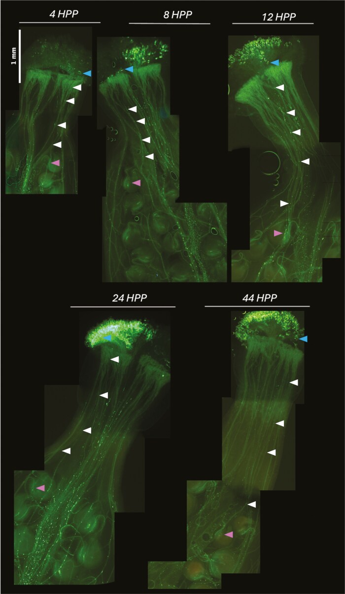 Tracking pollen tube and ovule development <i>in vivo</i> reveals rapid responses to pollination in <i>Brassica napus</i>.