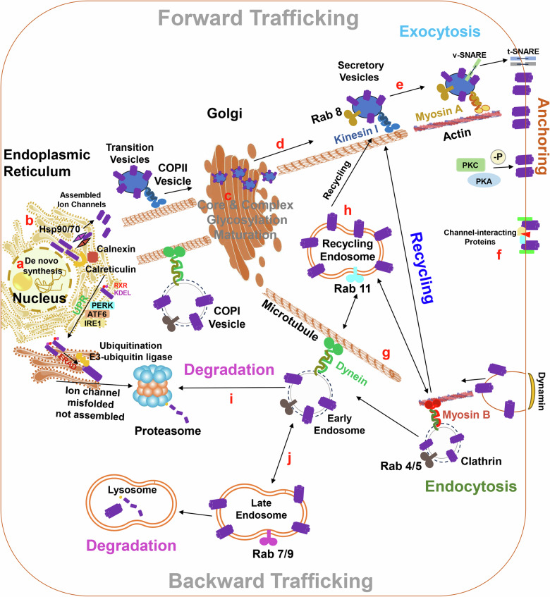 Ion channel traffic jams: the significance of trafficking deficiency in long QT syndrome.