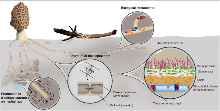 Electrical signaling in fungi: past and present challenges.
