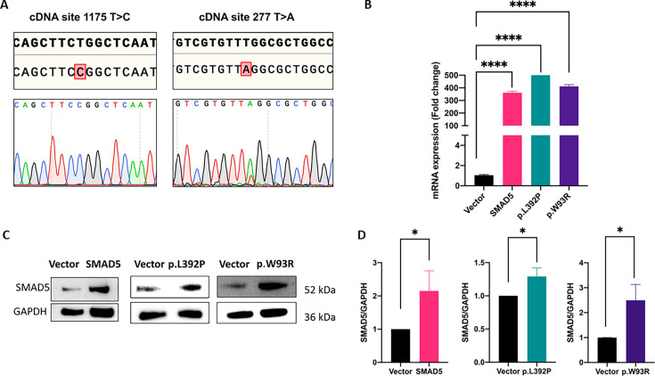 SMAD5 as a novel gene for familial pulmonary arterial hypertension.