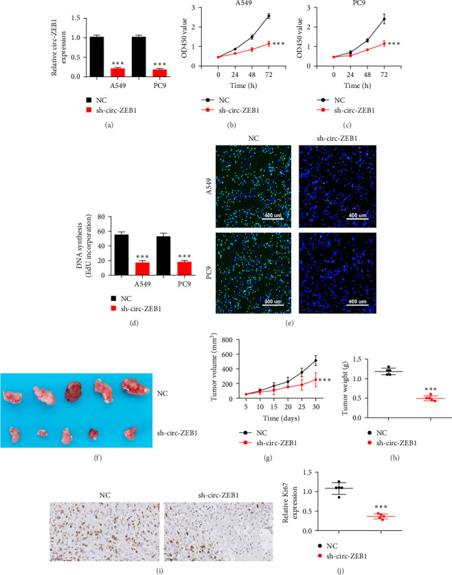 circ-ZEB1 Enhances NSCLC Metastasis and Proliferation by Modulating the miR-491-5p/EIF5A Axis.