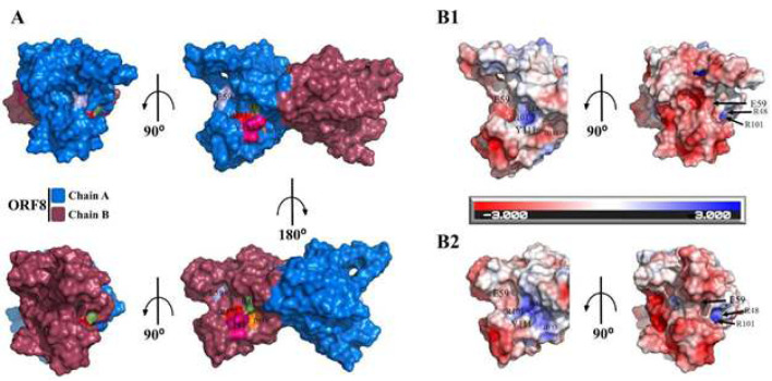Non-spike protein inhibition of SARS-CoV-2 by natural products through the key mediator protein ORF8.