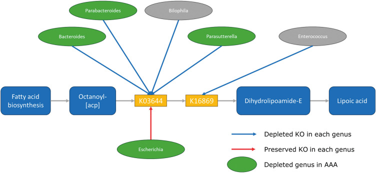 Metagenomic Analysis of Gut Microbiota for Abdominal Aortic Aneurysm.
