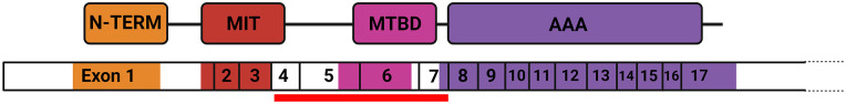 Novel <i>SPAST</i> Deletion Mutation in an American Family With Hereditary Spastic Paraplegia: A Case Report.