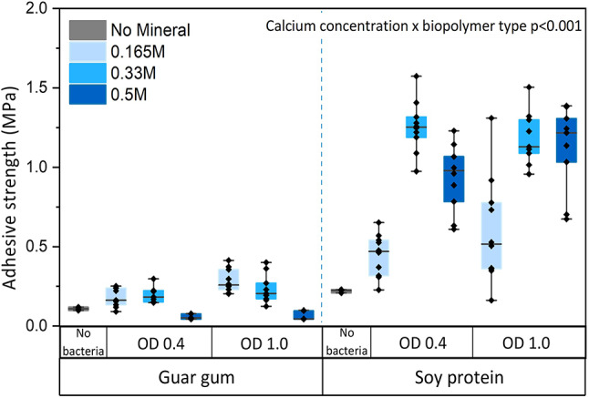 Strengthening biopolymer adhesives through ureolysis-induced calcium carbonate precipitation.