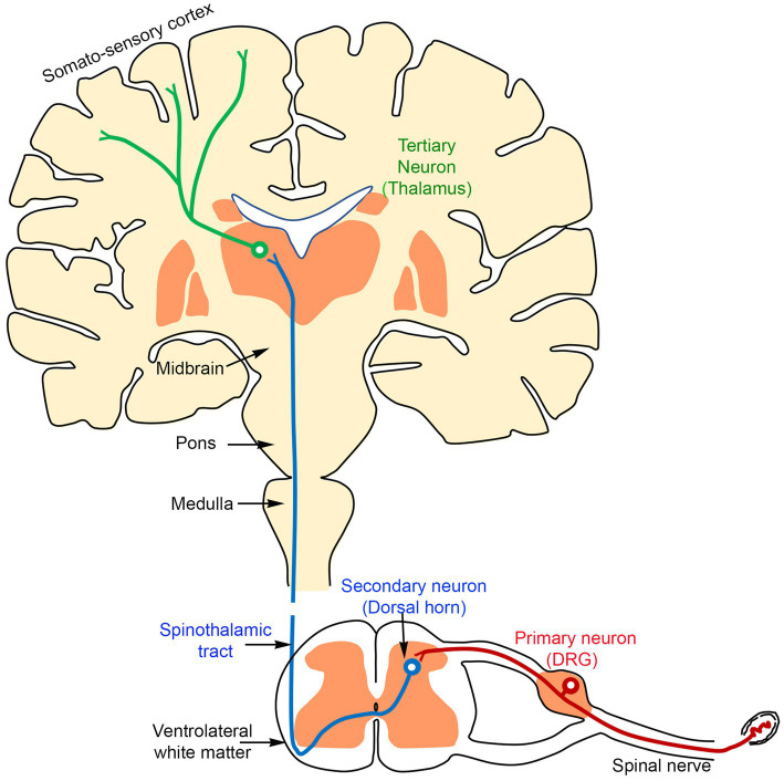A novel approach to completely alleviate peripheral neuropathic pain in human patients: insights from preclinical data.