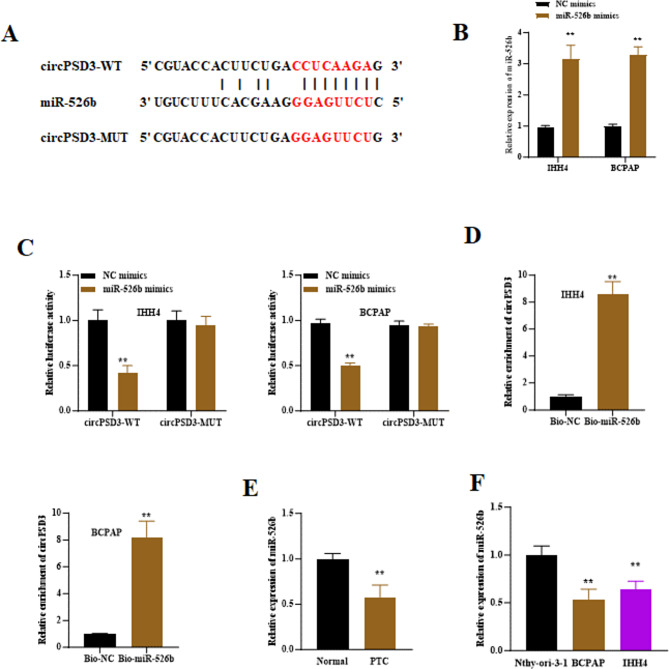 BRAF regulates circPSD3/miR-526b/RAP2A axis to hinder papillary thyroid carcinoma progression.